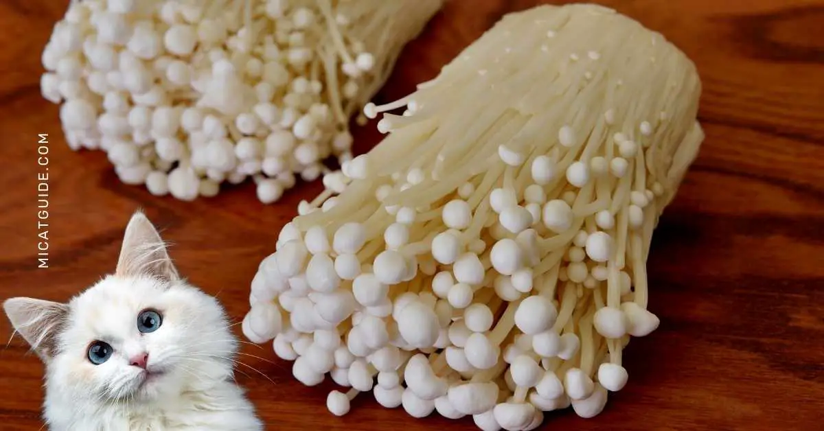 Can Cats Eat Enoki Mushrooms
