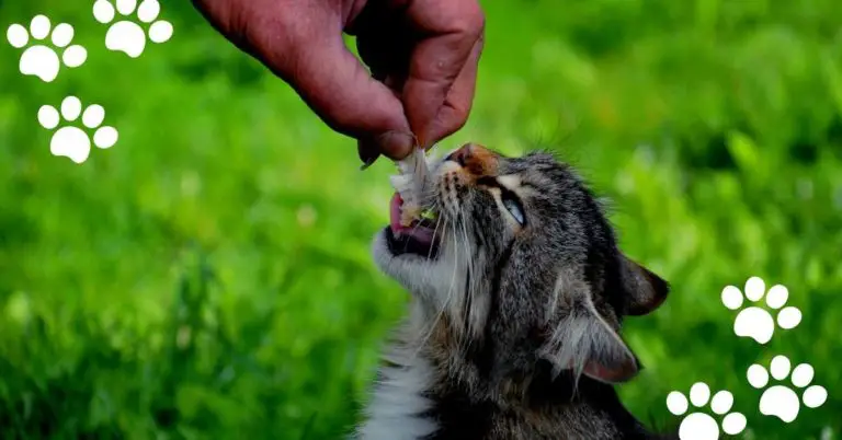 Can Cats Eat Fish Bones? (Yes & When not to feed?)