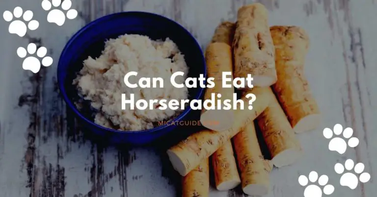 Can Cats Eat Horseradish? (No & Things to do)