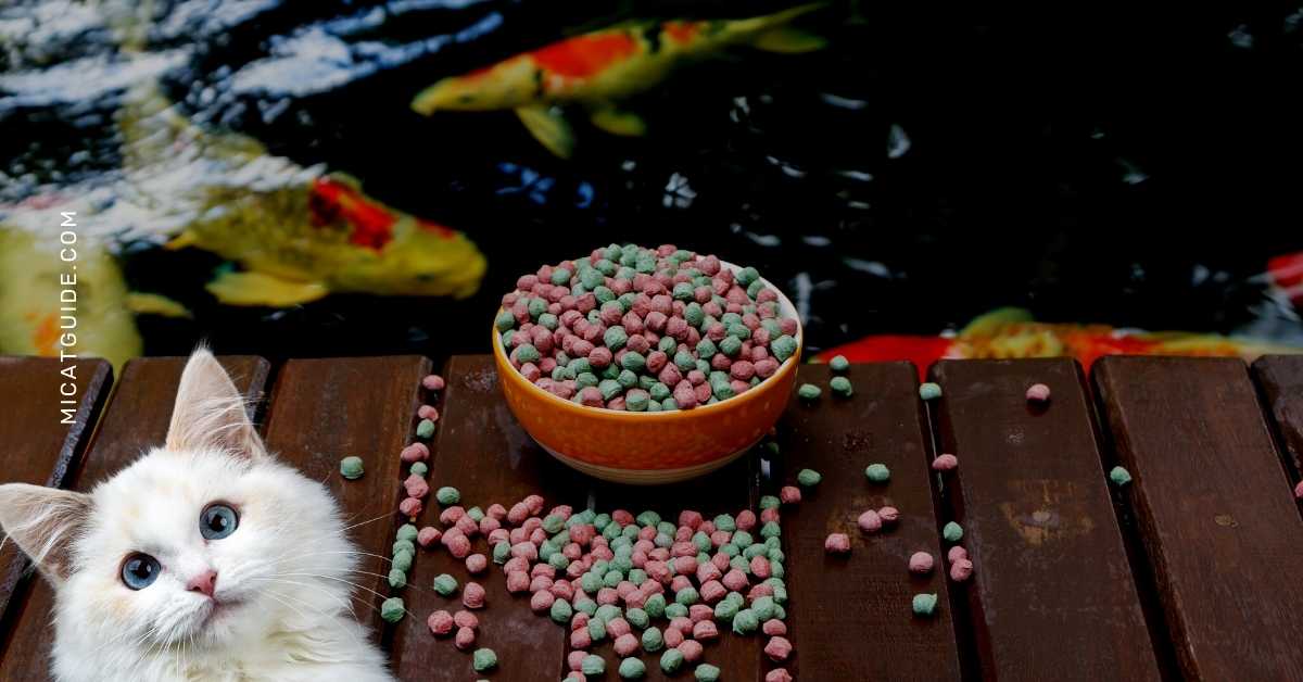 Can Cats Eat Koi Fish Food