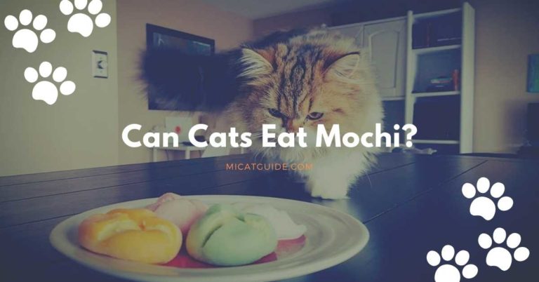 Can Cats Eat Mochi? (Yes & How Much?)
