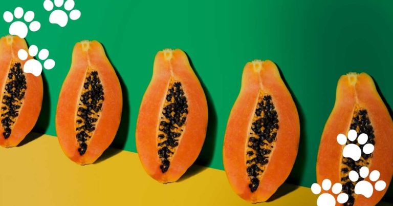 Can Cats Eat Papaya? (Yes & What’s about Seeds?)