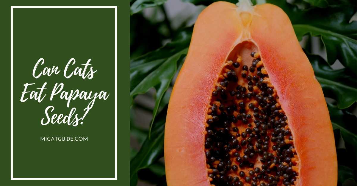 Can Cats Eat Papaya Seeds