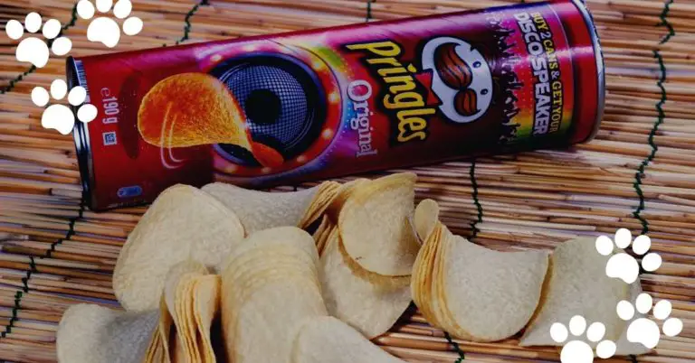 Can Cats Eat Pringles? (Is it OK for Cats?)
