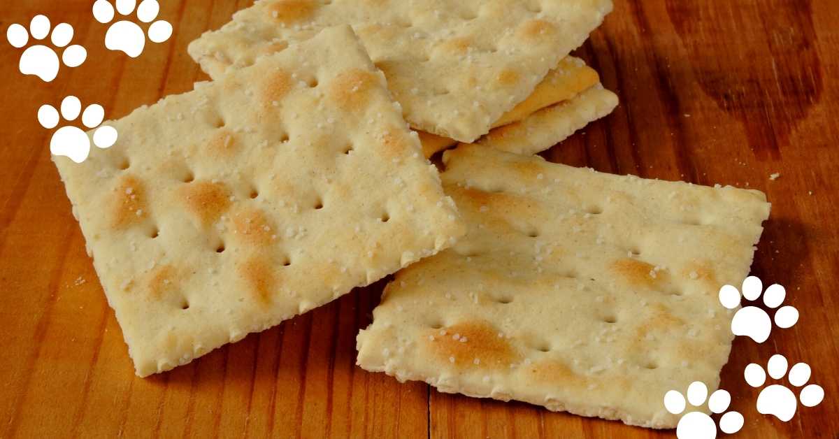 Can Cats Eat Saltine Crackers? (No & Vet Suggestions) - Mi Cat Guide