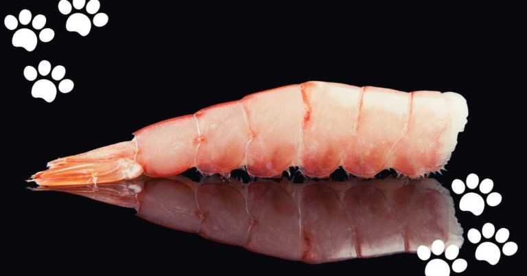 Can Cats Eat Shrimp Tails? (Yes they can & How much?)