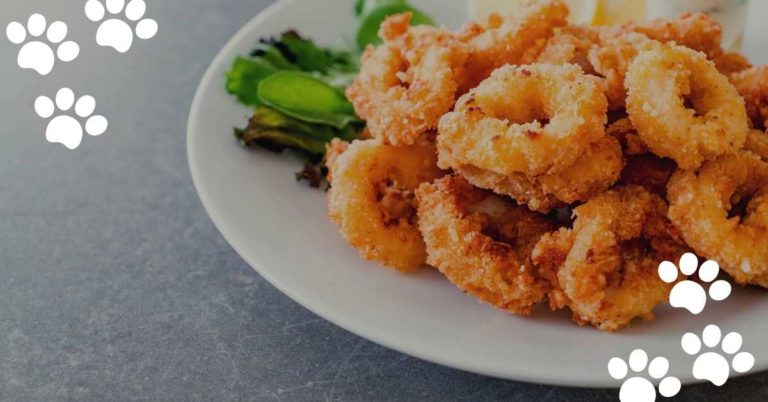 Can Cats Eat Squid? (Yes & What’s about Raw Squid)