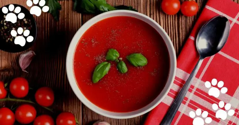 Can Cats Eat Tomato Soup? (No & What’s about Toxicity?)