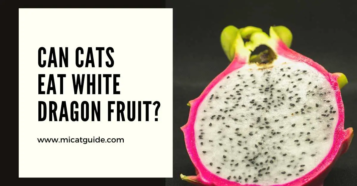 Can Cats Eat White Dragon Fruit