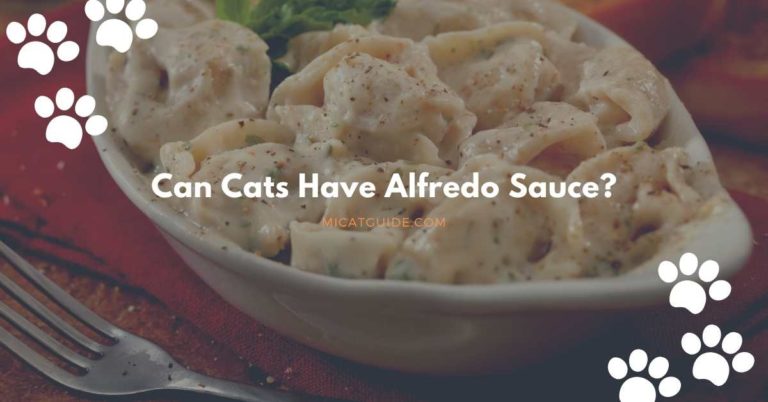 Can Cats have Alfredo Sauce? (Expert Cat Owners Opinion)