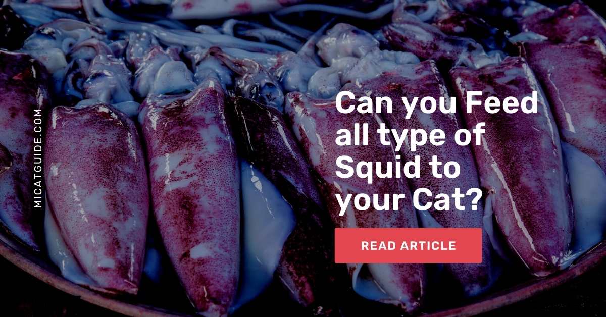 Can you Feed all type of Squid to your Cat