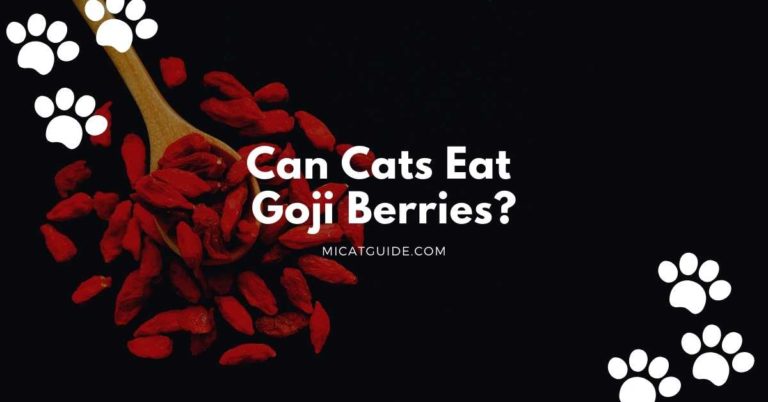 Can Cats Eat Goji Berries? (Yes & How Often?)