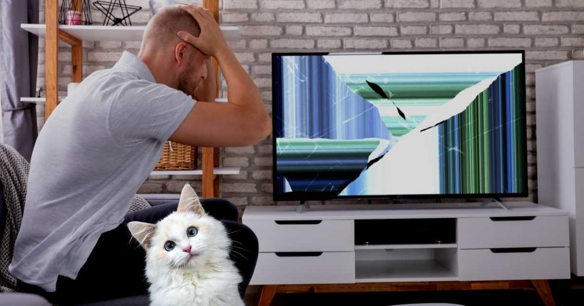 Cat Bites TV and Break it