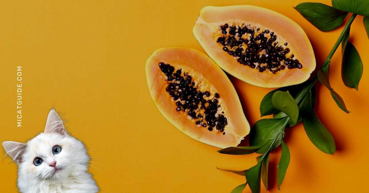 Health Benefits of Papaya for Cats
