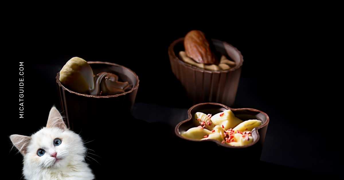 Health Risks Associated with Feeding your Cat Sweets