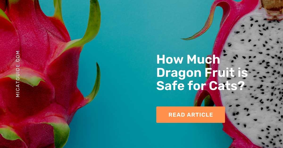 How Much Dragon Fruit is Safe for Cats