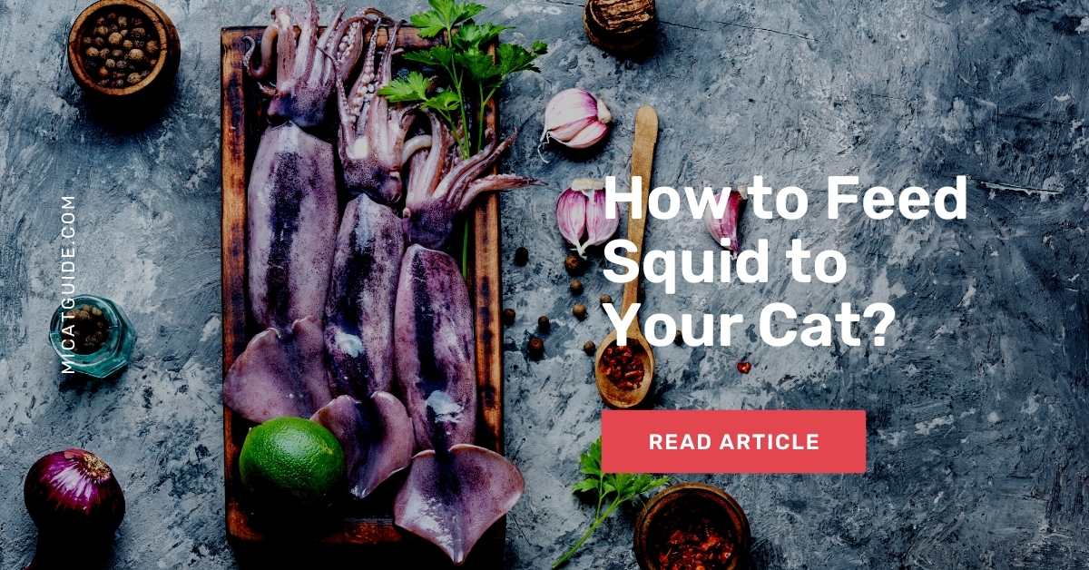 How to Feed Squid to Your Cat
