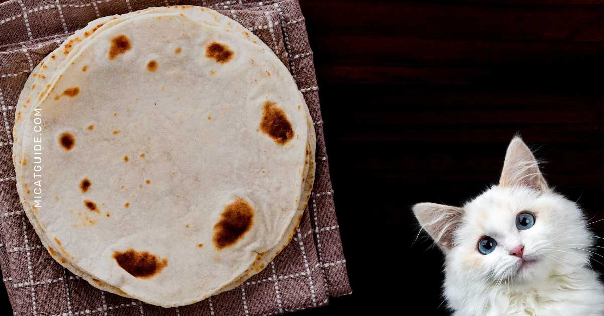 How to Safely Give Your Cat Flour Tortillas as a Treat