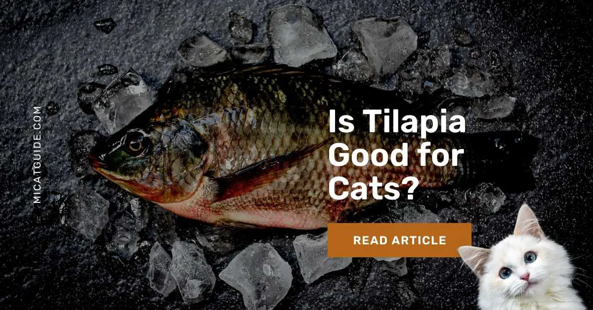 Is Tilapia Good for Cats