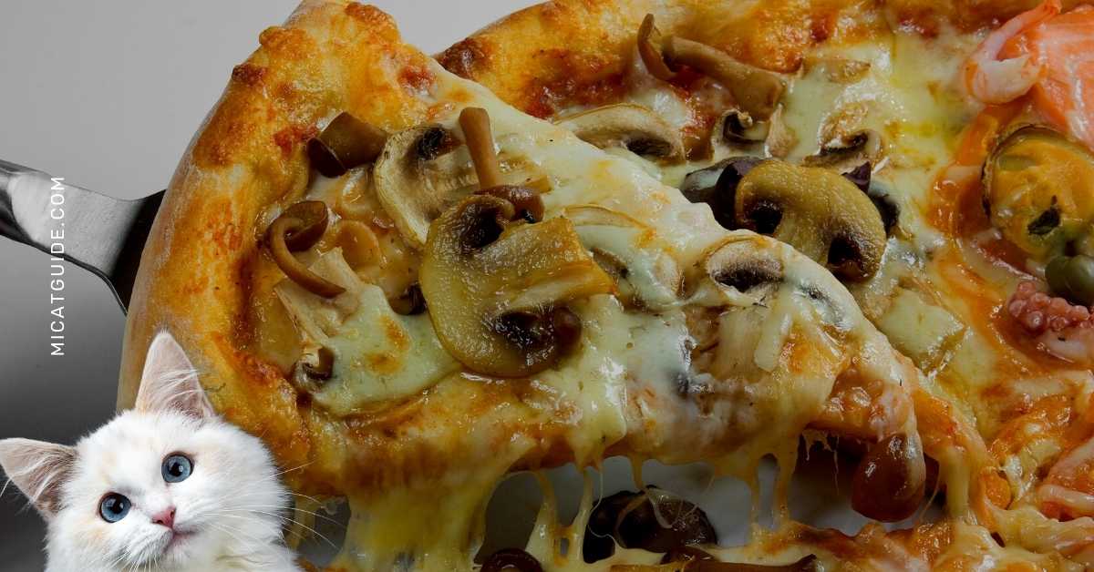 Can Cats Eat Mushrooms from Pizza