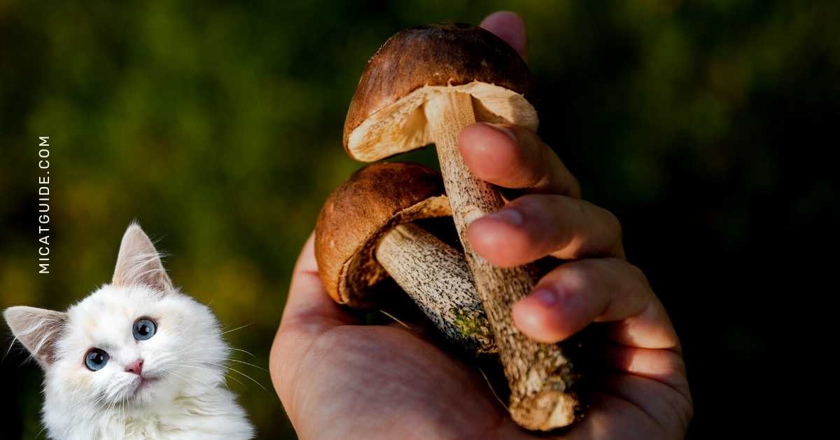 Nutritional Value of Mushrooms for Cats