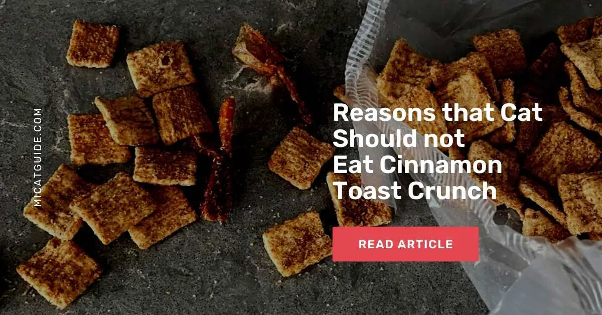 Reasons that Cat Should not Eat Cinnamon Toast Crunch