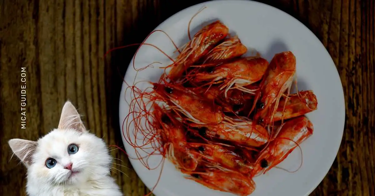 Reasons to Feed Your Cat Shrimp Heads