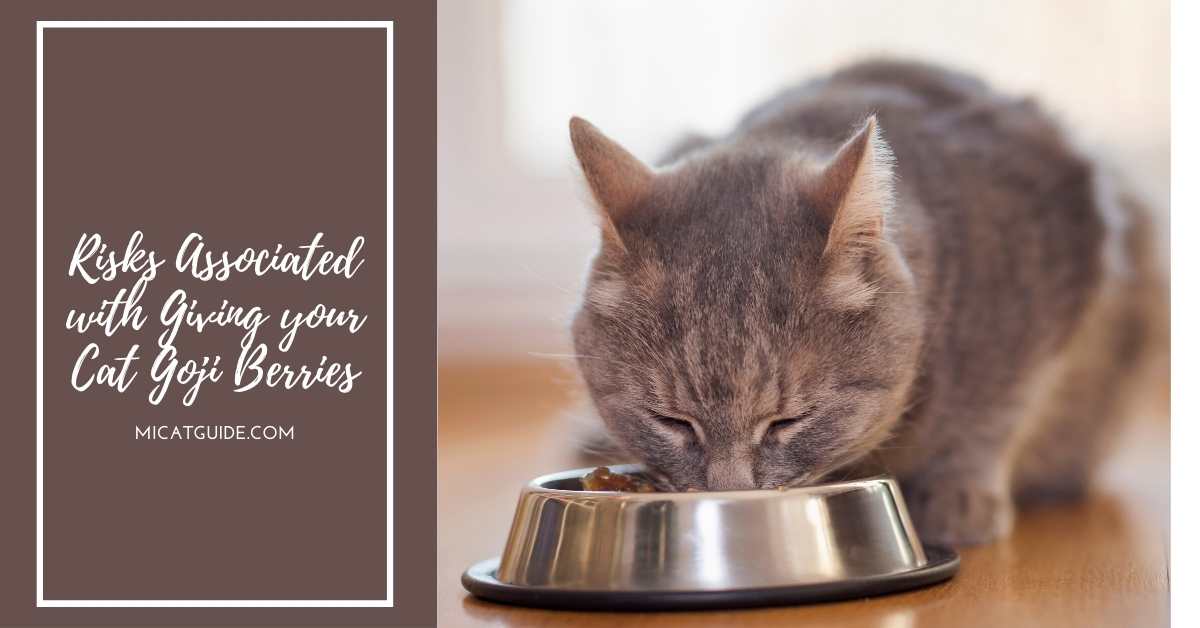 Risks Associated with Giving your Cat Goji Berries