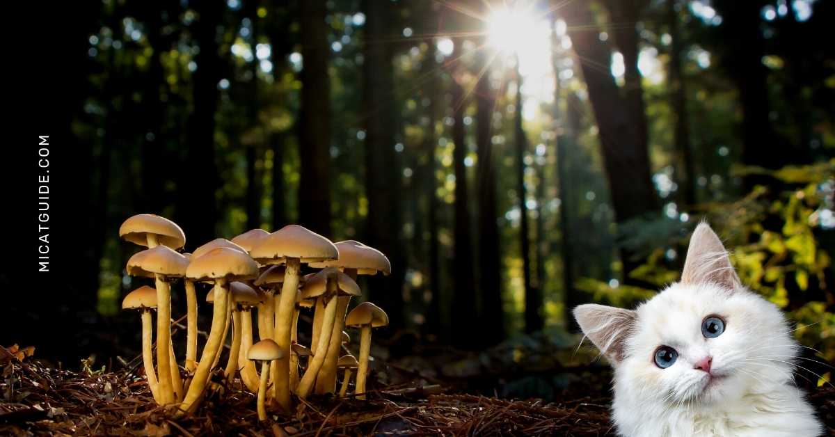 Risks of Feeding Mushrooms to Cats