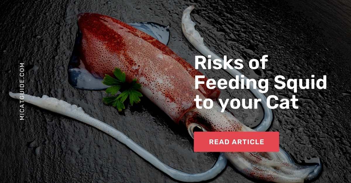 Risks of Feeding Squid to your Cat
