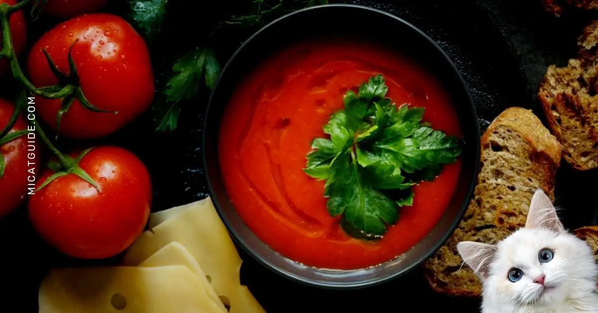 Symptoms of Tomato Soup Toxicity in Cats