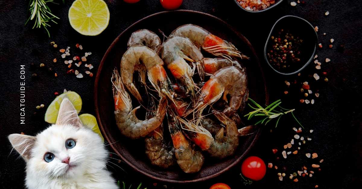 The Benefits of Feeding Shrimp to Your Cat