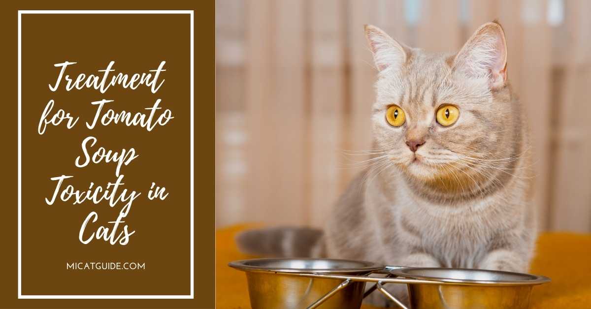 Treatment for Tomato Soup Toxicity in Cats