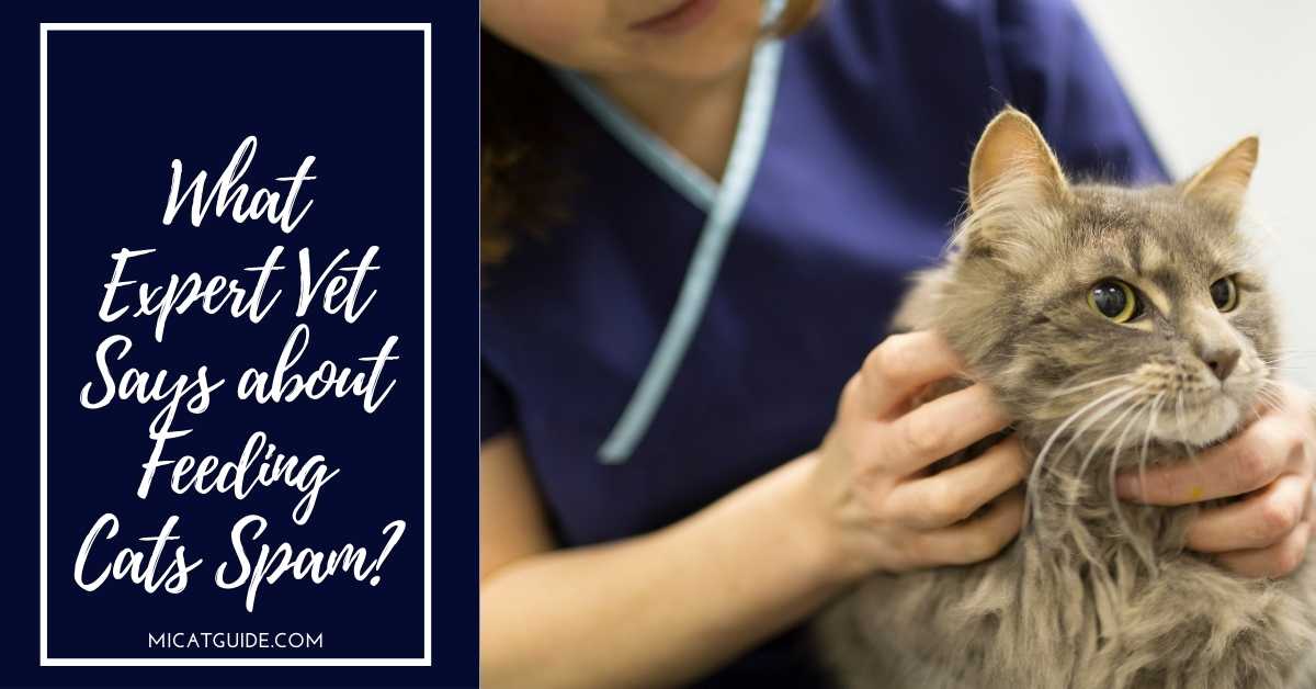 What Expert Vet Says about Feeding Cats Spam