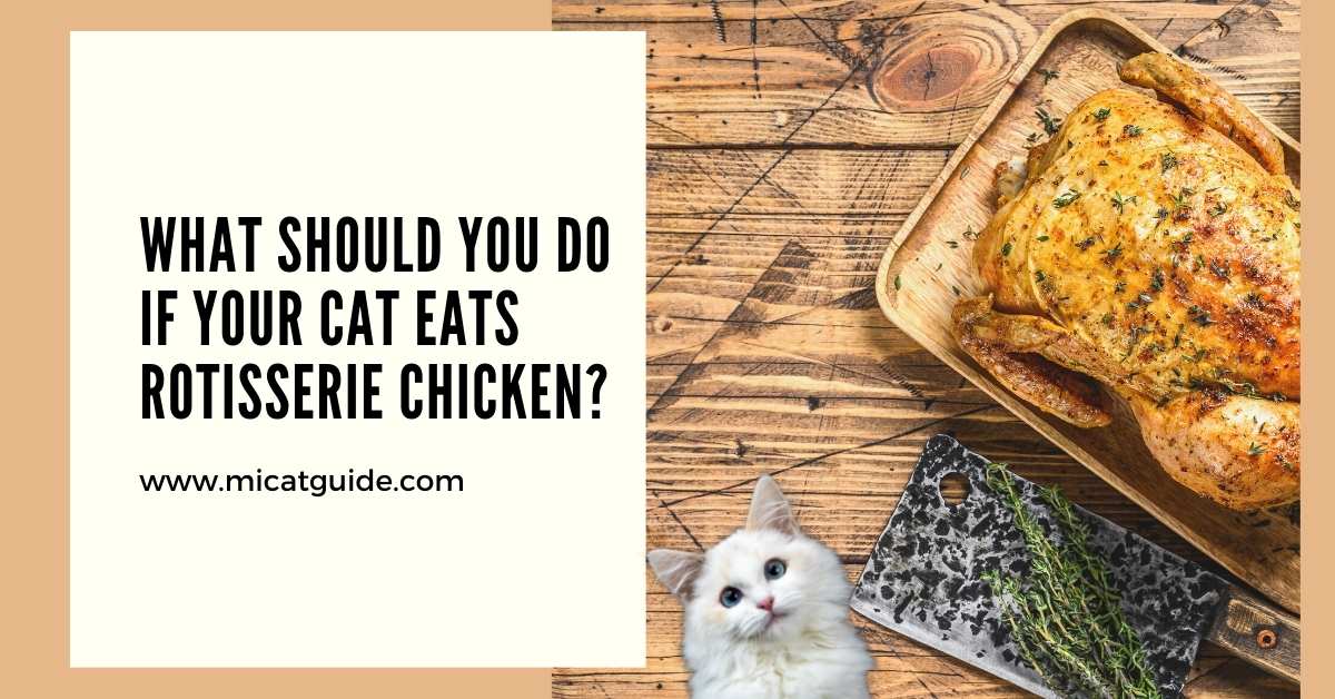 What Should you do if your Cat Eats Rotisserie Chicken