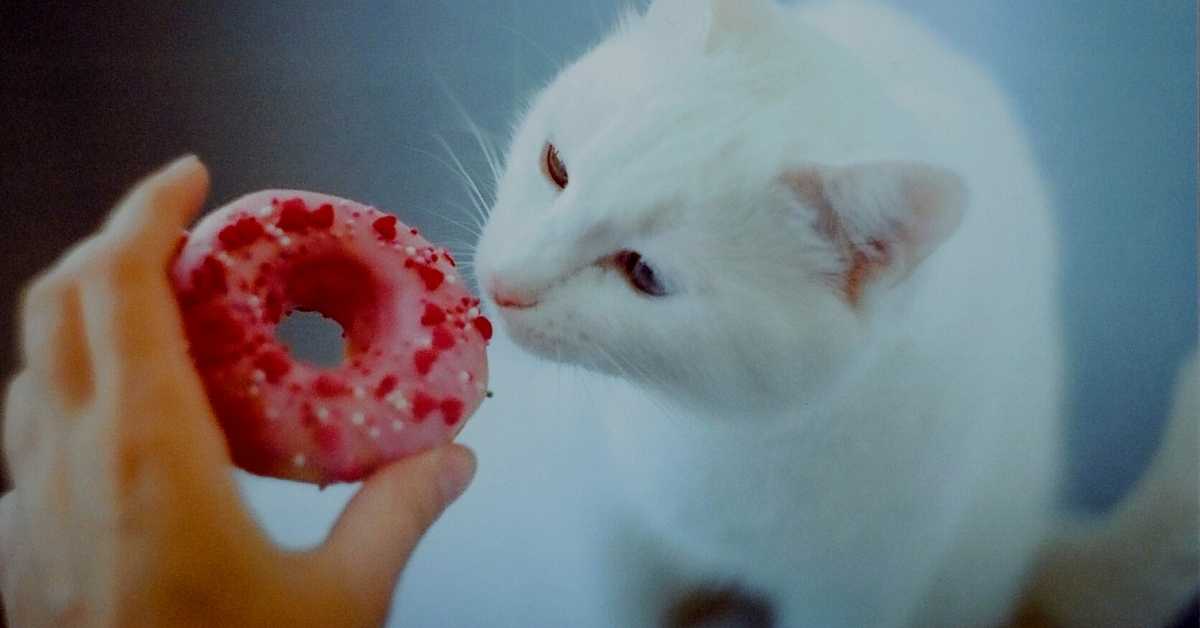 What Will Happen If a Cat Eats Donuts