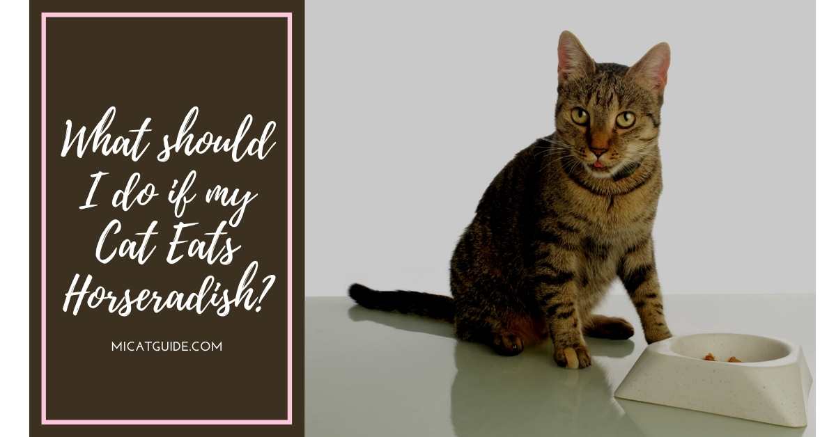 What should I do if my Cat Eats Horseradish