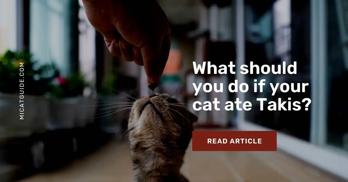 Things you should do if your cat ate Takis