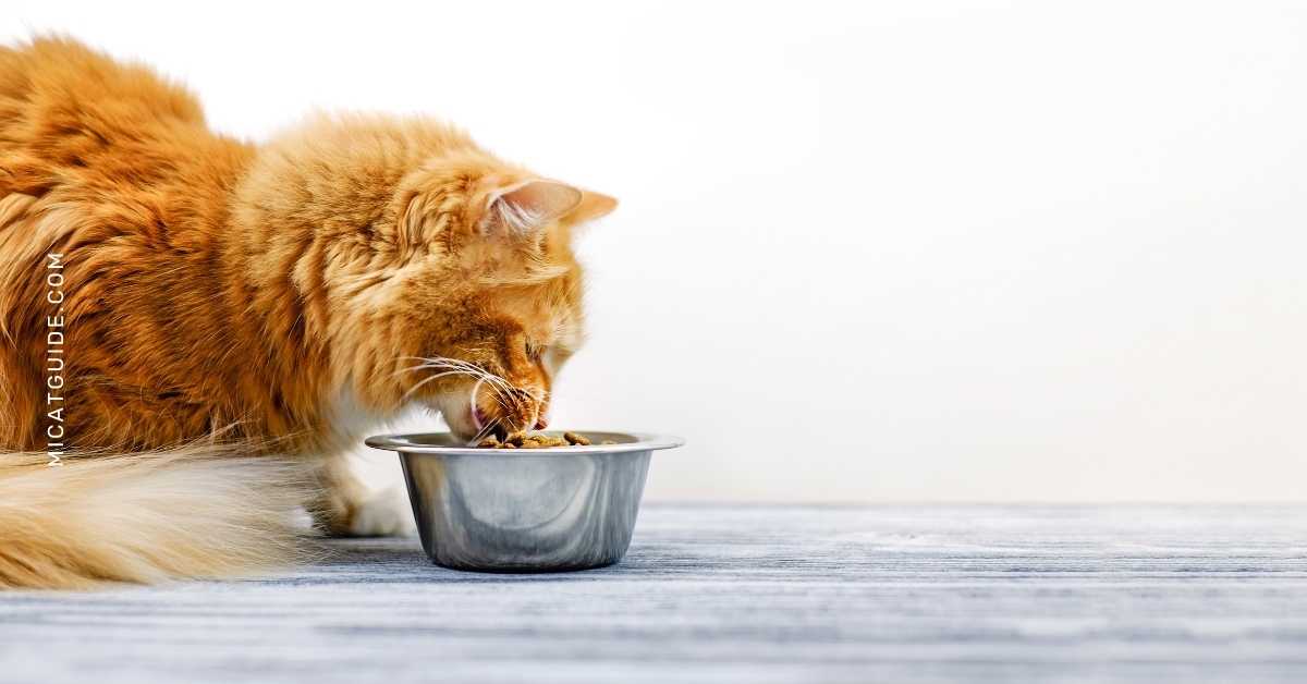 What to do if Your Bengal Cat is Not Eating