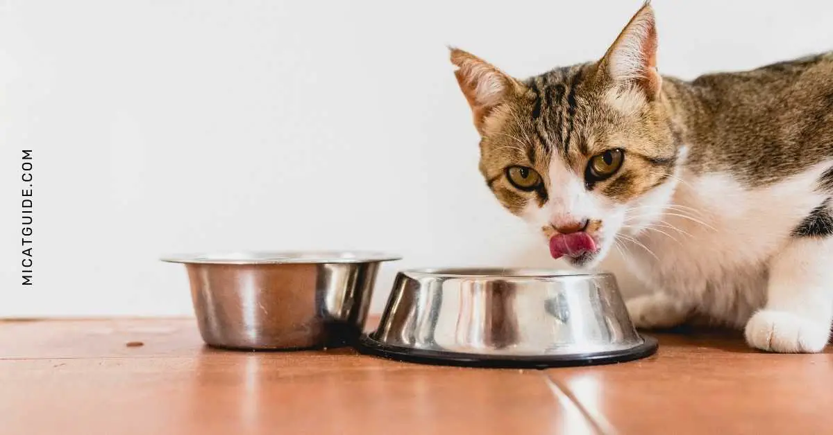 What to do if Your Cat Eats Apple Pie Filling