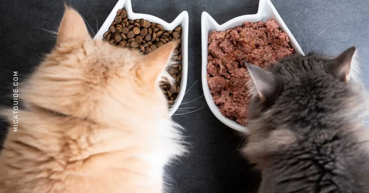 What to do if Your Cat is Overweight or Underweight