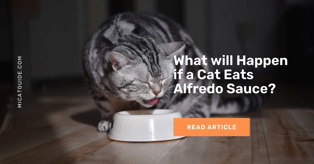 What will Happen if a Cat Eats Alfredo Sauce