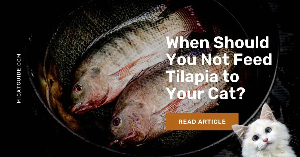 When Should You Not Feed Tilapia to Your Cat