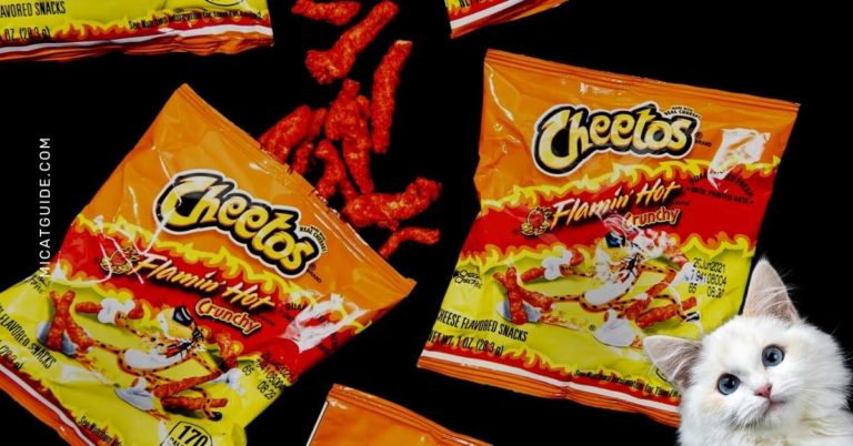 can-cats-eat-hot-cheetos-yes-how-many-is-safe-mi-cat-guide