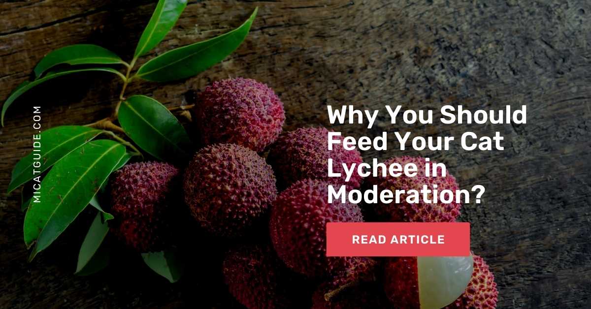 You Should Feed Your Cat Lychee in Moderation