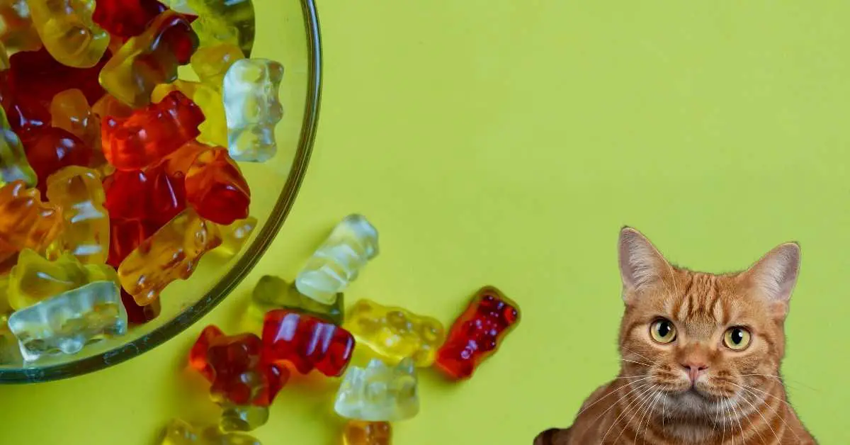 Why does my Cat Love Gummy Bears