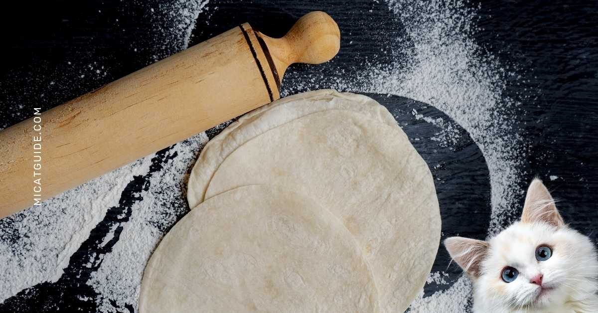 Why you Should Not Give your Cat Flour Tortillas as a Regular Diet