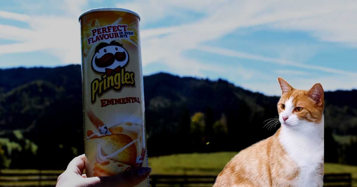 All the Reasons Why you Should not Feed Pringles to Your Cat