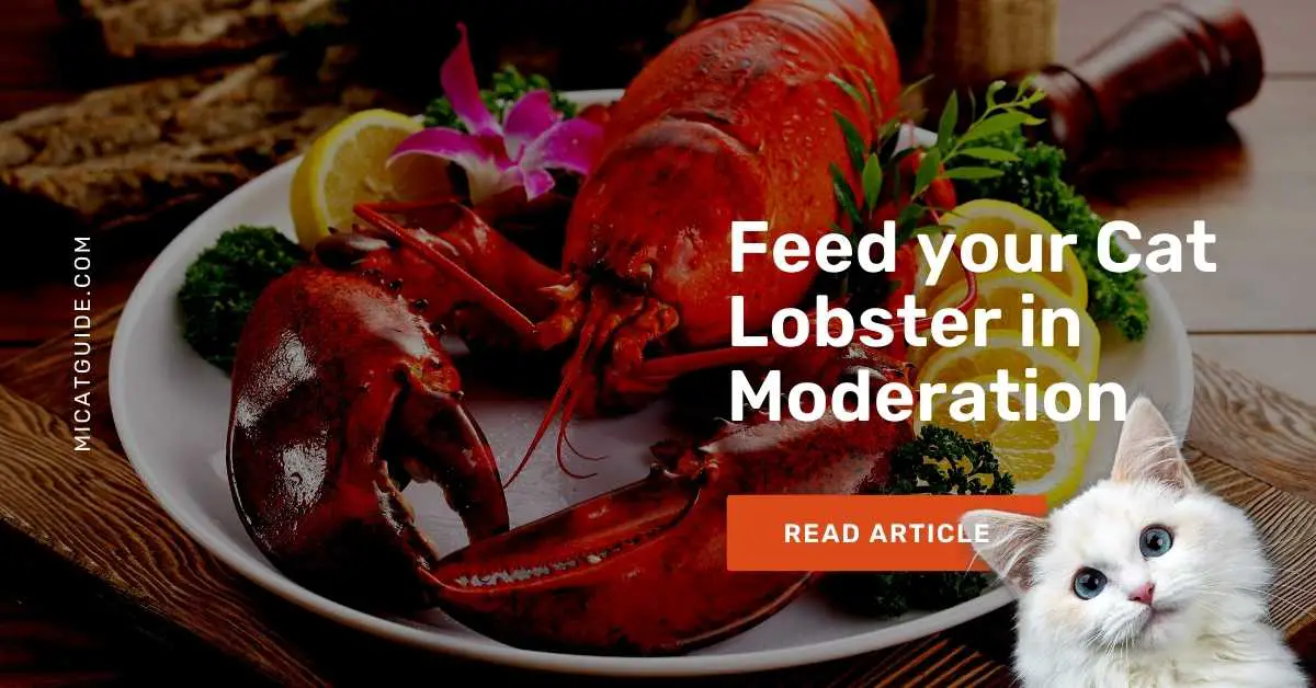 Why you should Feed your Cat Lobster in Moderation