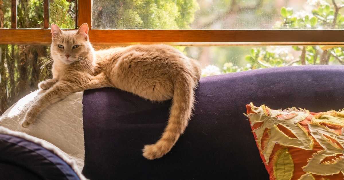 7 Possible Reasons Why Your Cat is Pooping on Your Couch
